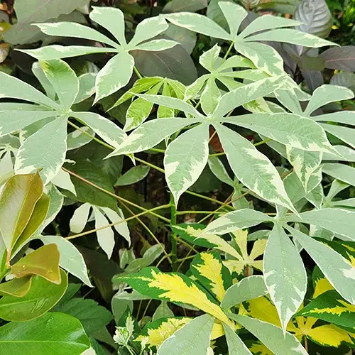 Variegated Tapioca