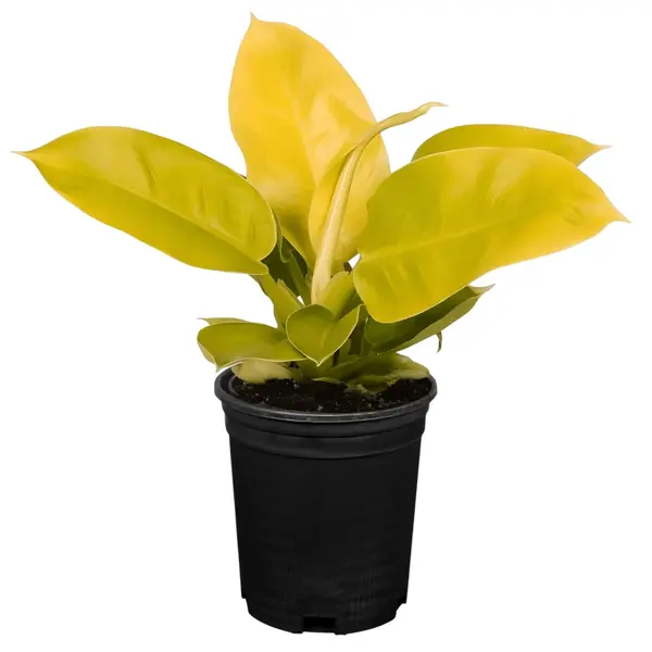 Philodendron Moonshine