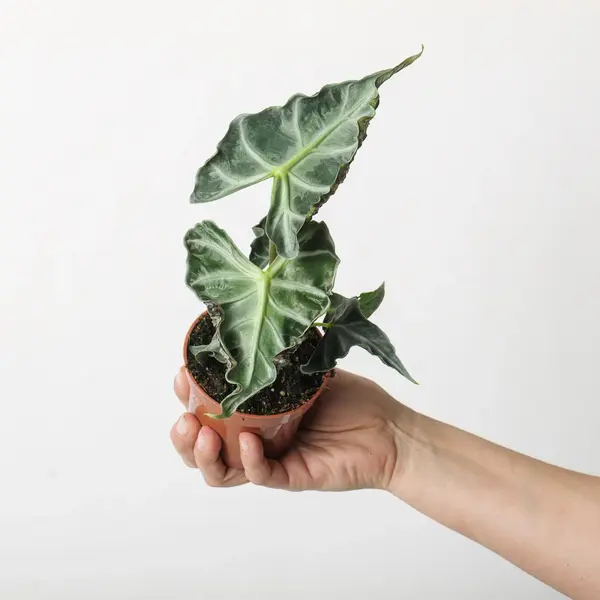 Alocasia Loco
