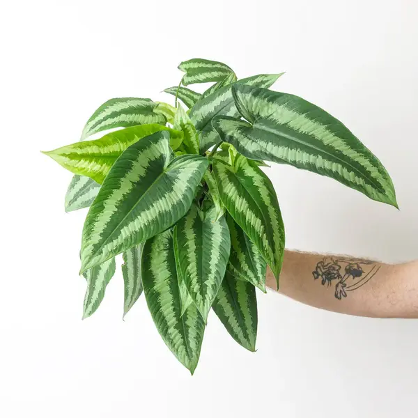 Schismatoglottis Wallichii