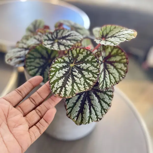 Begonia Rex Fedor
