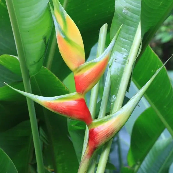 Heliconia Aurea Sunrise