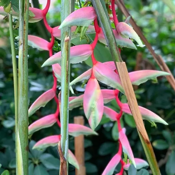 Heliconia Sexy Pink