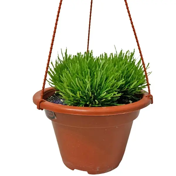 GREEN DRAGON'S TONGUE Hemigraphis repanda "Green