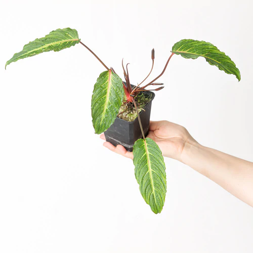 Homalomena sp. Papua 'pink vein'