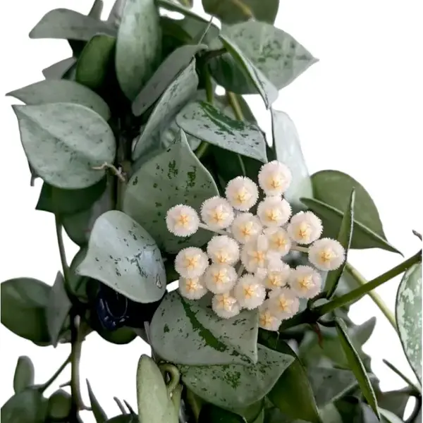 Hoya Krohniana Silver