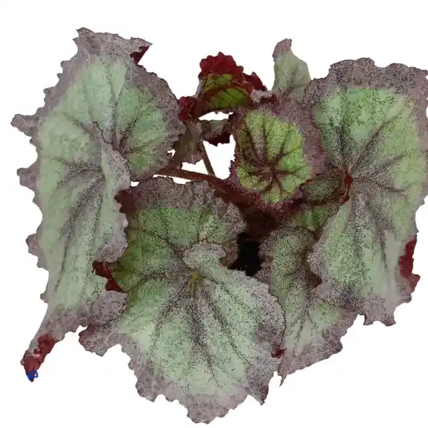 Begonia Violet Blonde