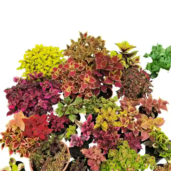 Coleus plant