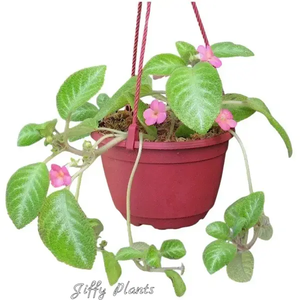 Episcia Lil Lemon - Pink Flower