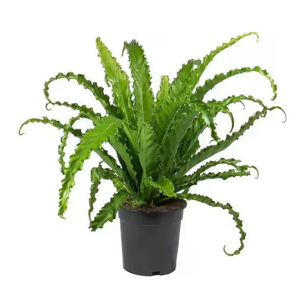 Asplenium Venus Bird's Nest Fern