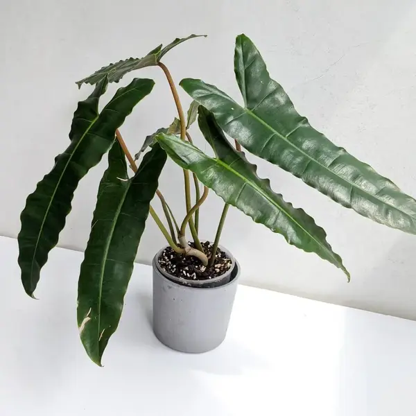 Philodendron Black Billietiae