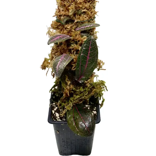 Piper sp. ex. Indonesia