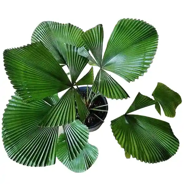 Licuala Cordata Sp Borneo Palm Tree