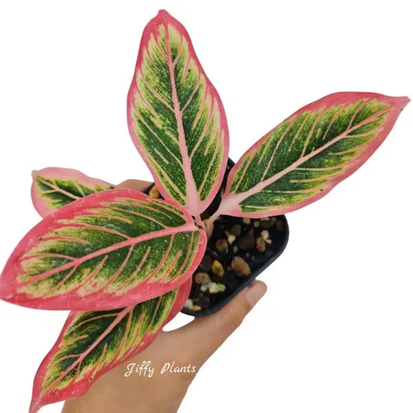 Aglaonema Lotus Delight