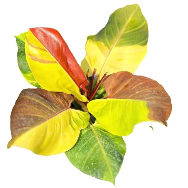 Philodendron Yellow Flame Variegated