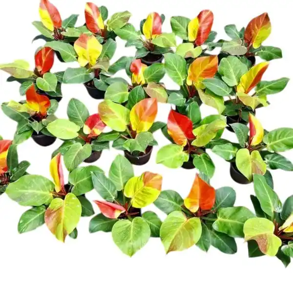 Philodendron Yellow Flame Variegated