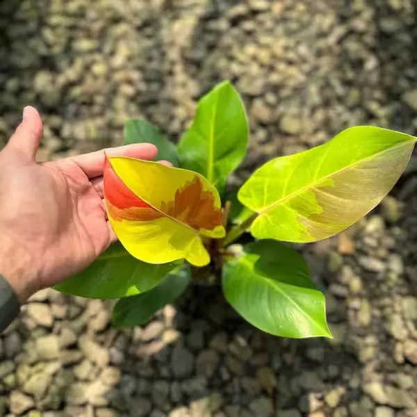 Philodendron Yellow Flame Variegated