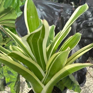 Bromelia Neoregelia bossa Nova