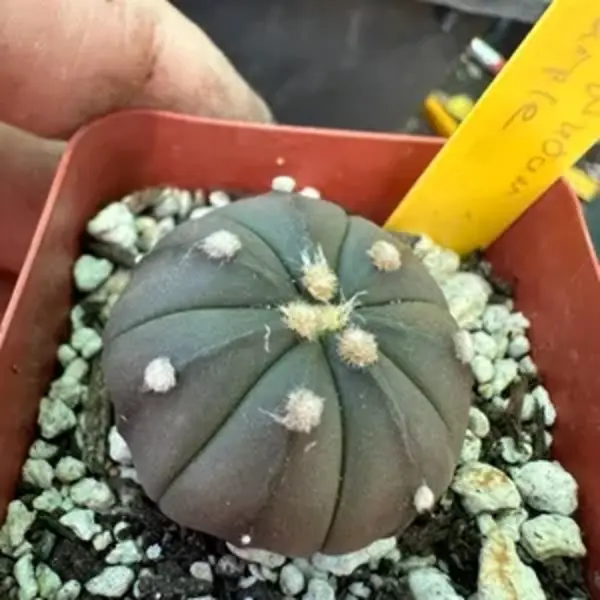 Astrophytum asterias Purple