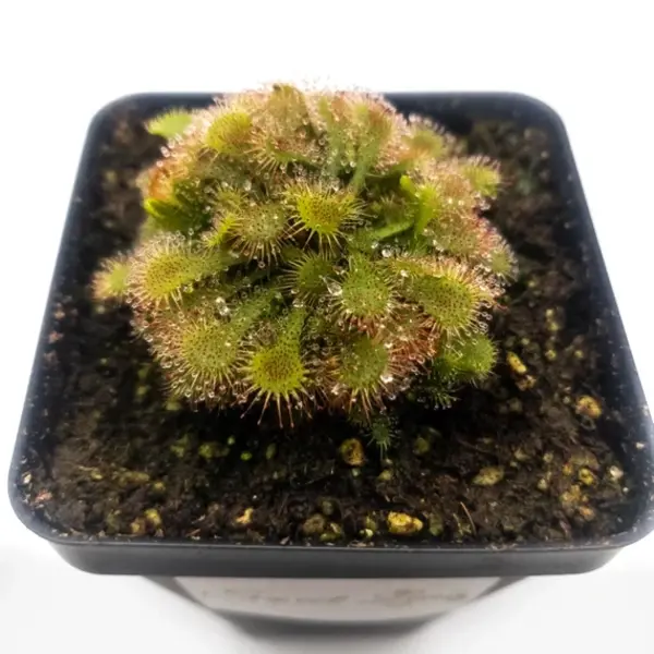 Drosera spatulata