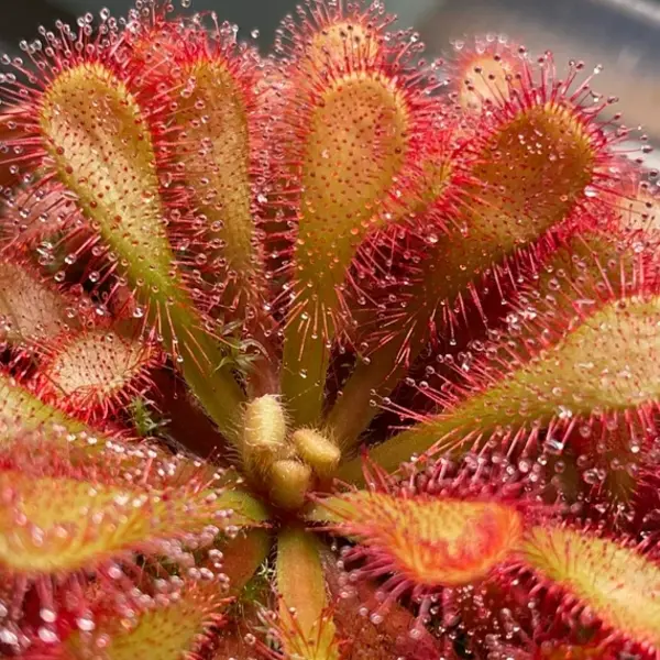 Drosera venusta