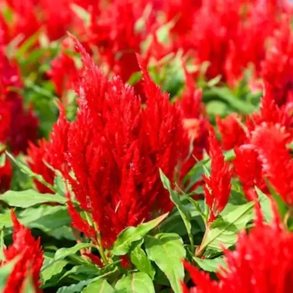 Celosia Plumosa Flowers Red