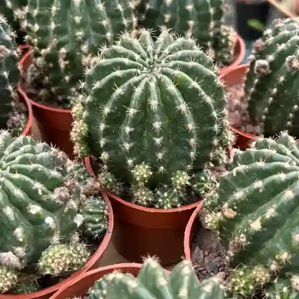 Levende cactus-zeldzame cactus