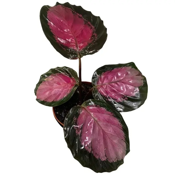 Calathea ‘Red Rusco’