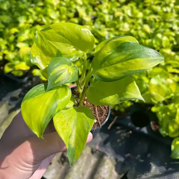 Neon Joy Pothos