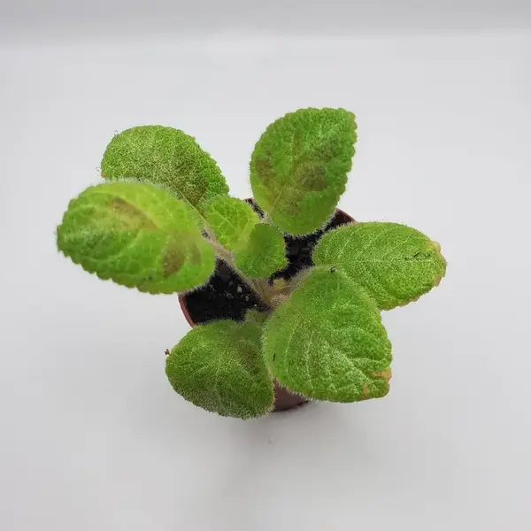 Episcia 'Harmony's Slinky Pink - Pink Flower
