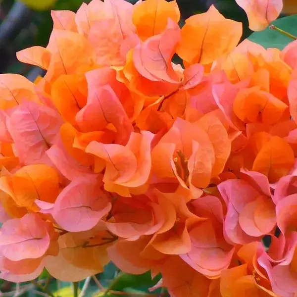 Bougainvillea 'Oppel Orange'