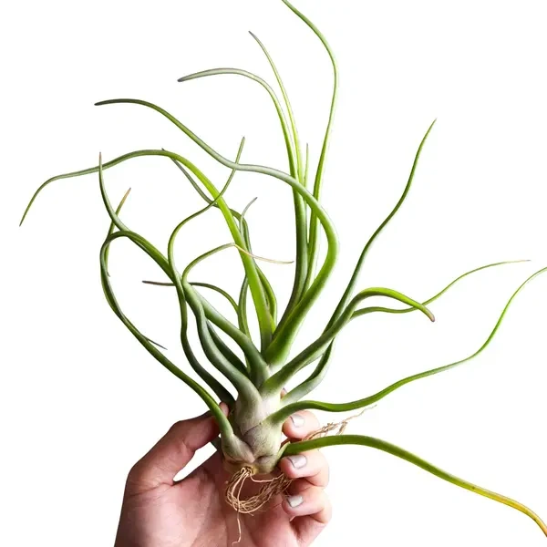 Tillandsia Showtime