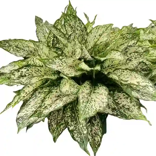 Aglaonema Snow white