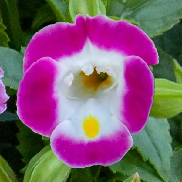 Torenia Fournieri Plant- Kauai rose