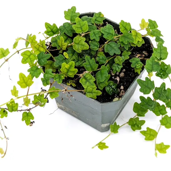 Ficus Pumila Quercifolia