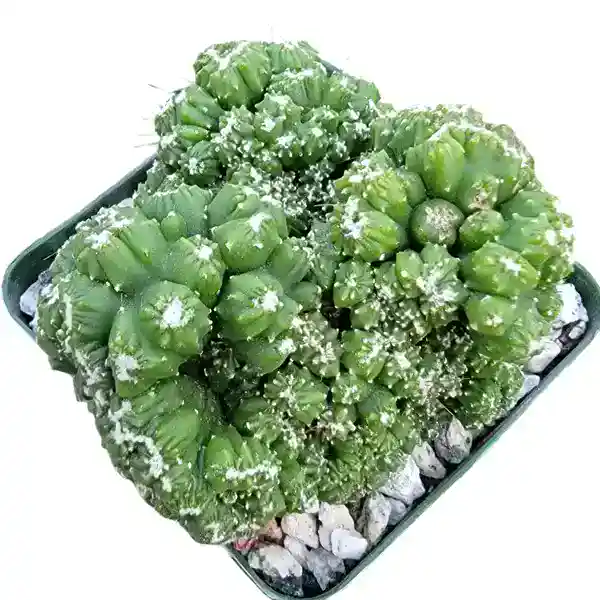 Cacti Cereus Repandus Petra