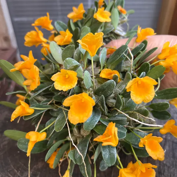 Dendrobium Jenkinsii