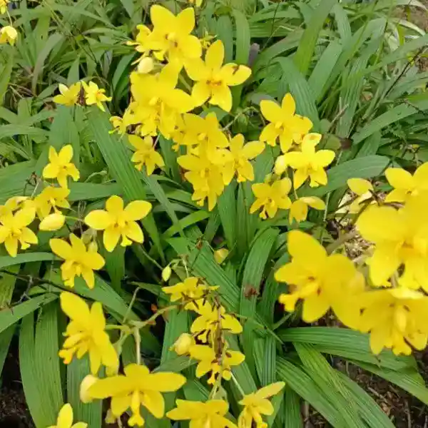 Spathoglottis plicata 'Yellow' Ground Orchid