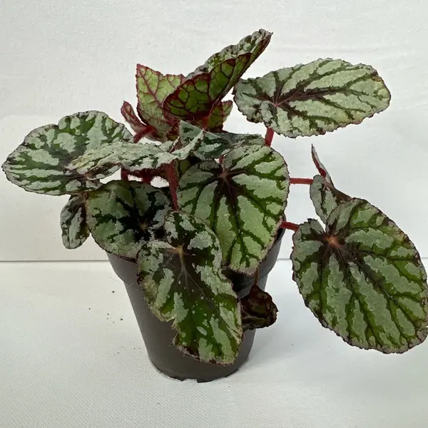 Venetian Red Rex Begonia