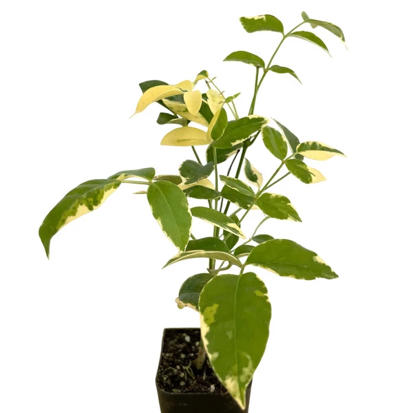 Variegated Tecoma Plant