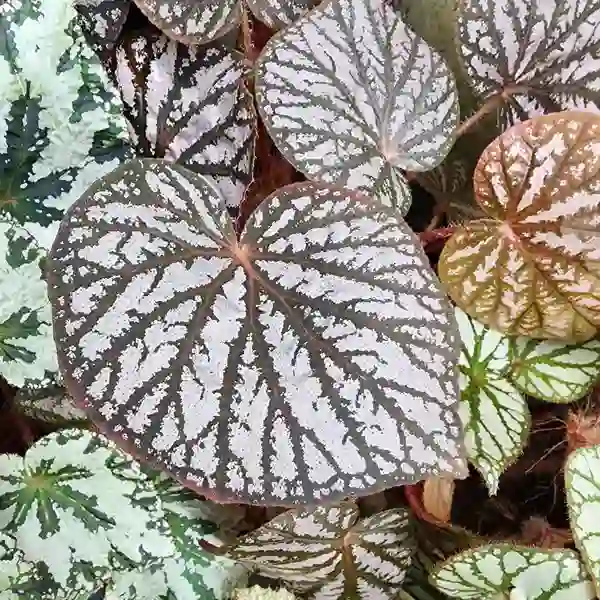 Begonia U501