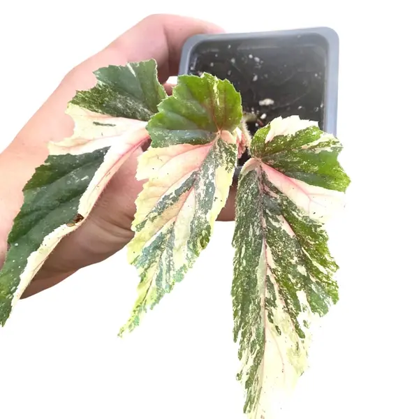 Begonia Ginny Galaxy Variegated