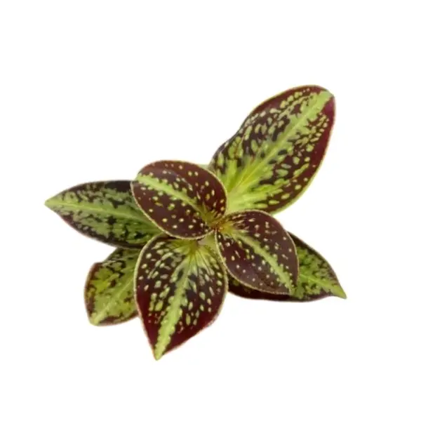 Sonerila cantonensis