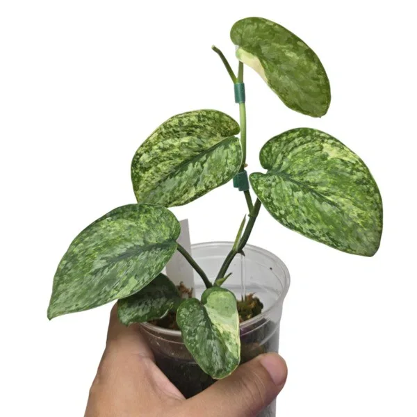 Scindapsus Leopard Variegated