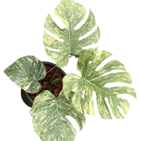 Monstera Deliciosa Legacy Variegated