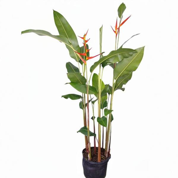 Heliconia Latispatha