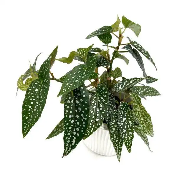 Begonia Maculata 'White Ice'