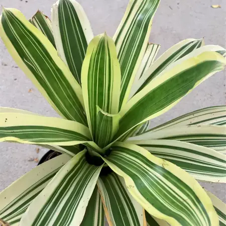 Bromelia neoregelia bossa nova