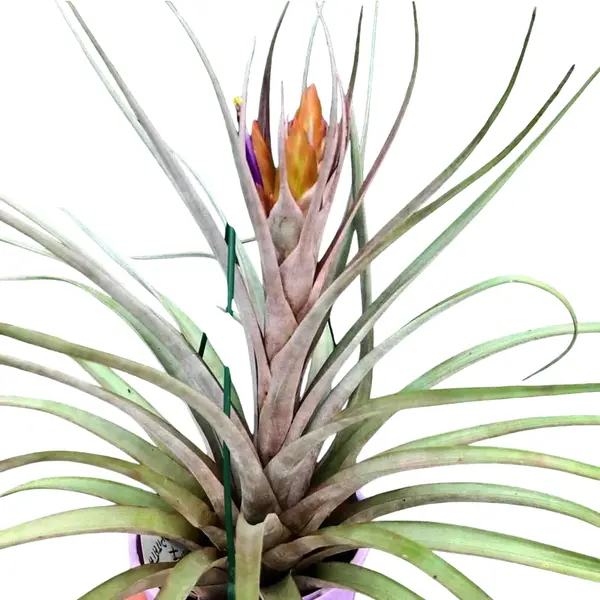 Tillandsia Nellie Rose