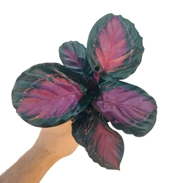 Calathea ‘Red Rusco’